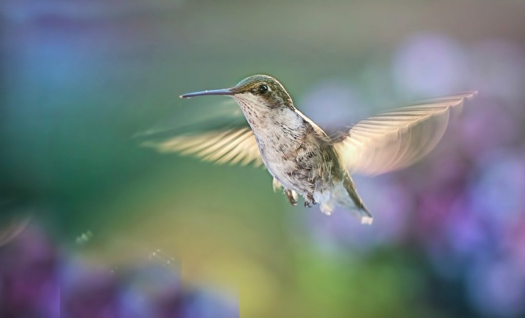 hummingbird, flying, bird